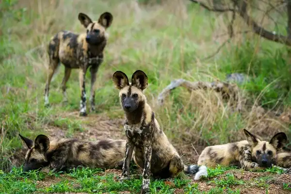 African Wild Dogs Facts