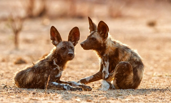African Wild Dogs Image