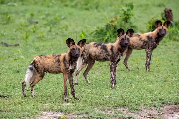 African Wild Dogs Picture