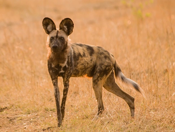 Wild Dogs Pack