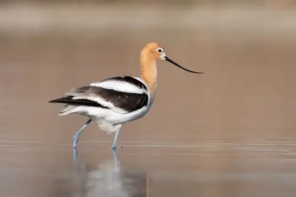 Avocet Facts