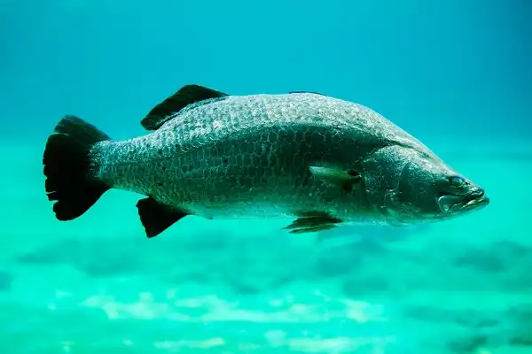 Barramundi Fish Facts