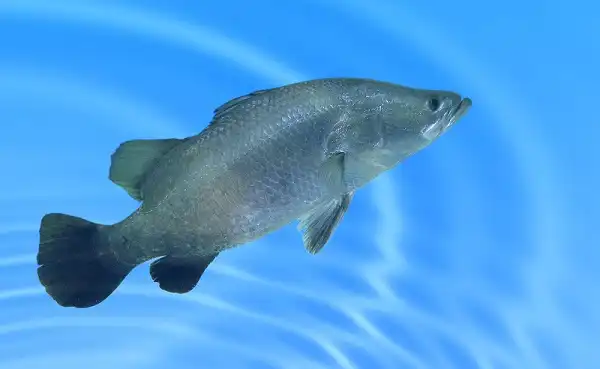 Barramundi Fish Picture