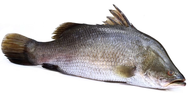 Barramundi Fish