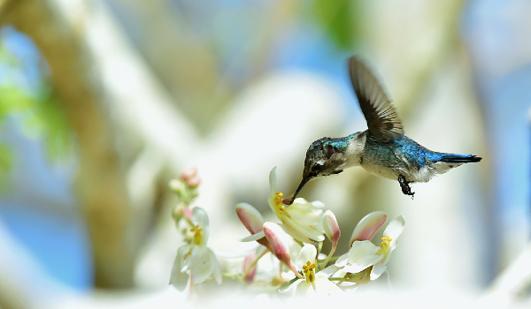 Bee Hummingbird Image
