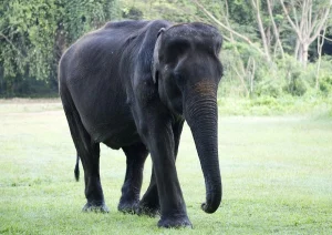 Borneo Elephant Image