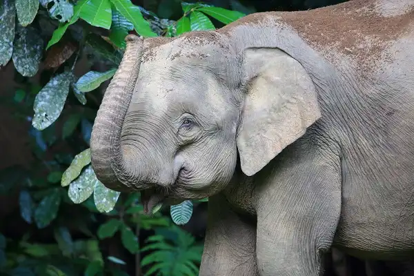 Borneo Elephant Picture
