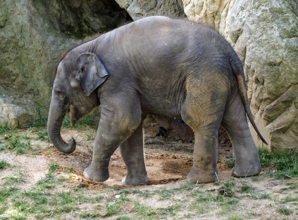 Borneo Elephant