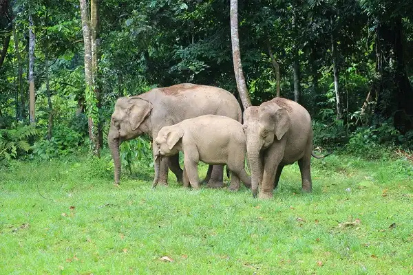 Borneo Elephants Facts