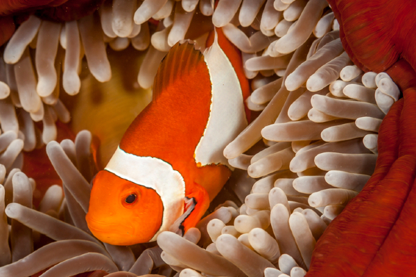 Clownfish Image
