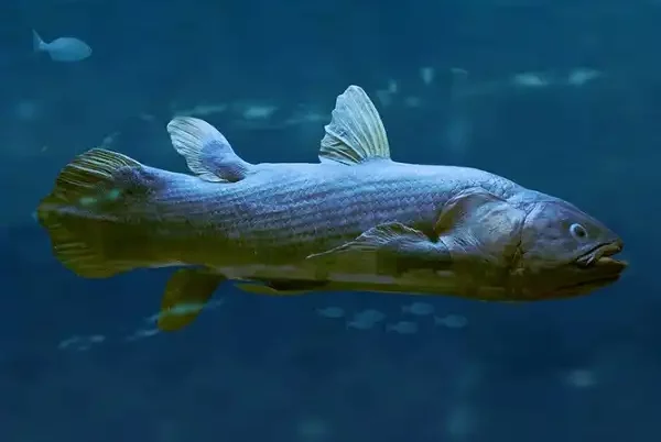 Coelacanth Picture