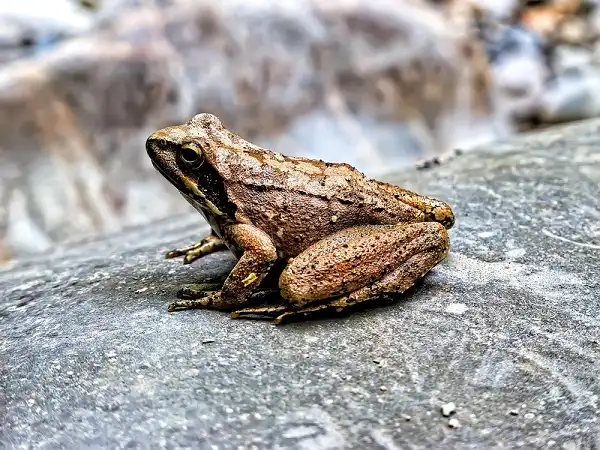 Common Frog Picture
