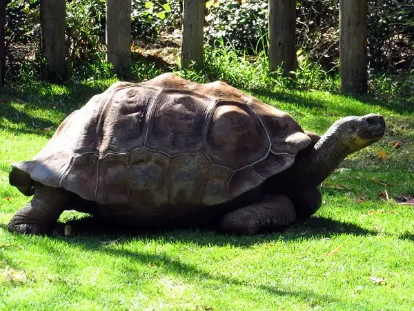 Galapagos Tortoise Facts