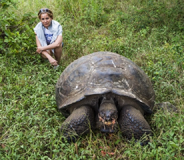 Galapagos Tortoise Image 