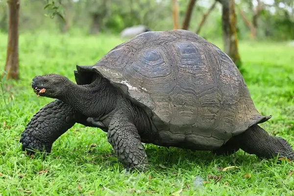 Galapagos Tortoise Picture 