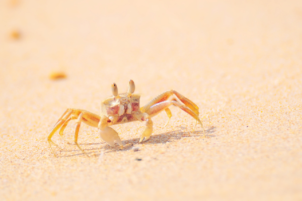 Ghost Crab Image