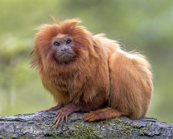 Golden Lion Tamarin – Facts, Size, Diet, Pictures - All Animal Facts