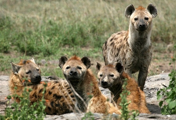 Hyenas Image
