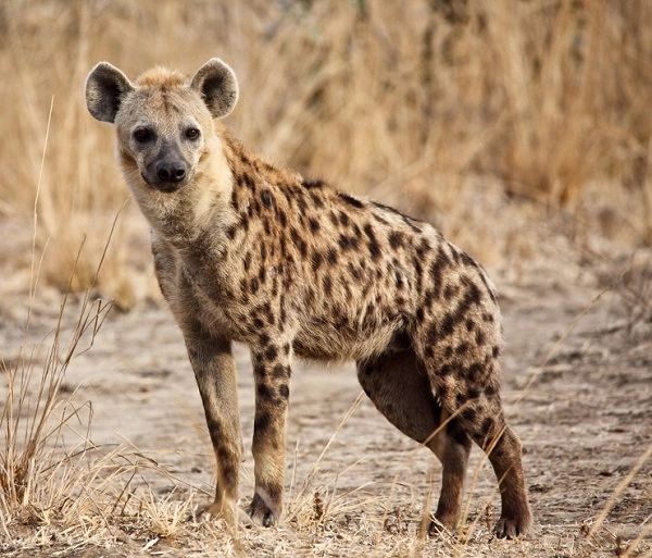 Hyenas - Facts, Size, Diet, Pictures - All Animal Facts