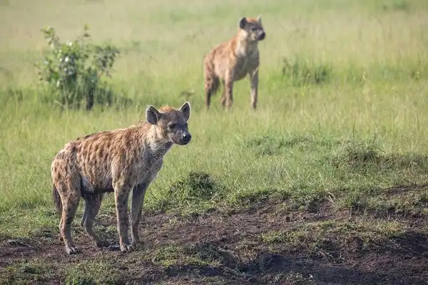 Hyenas Picture
