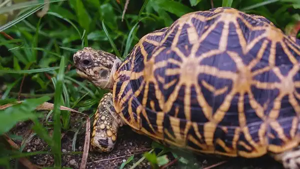 Indian Star Tortoise Facts
