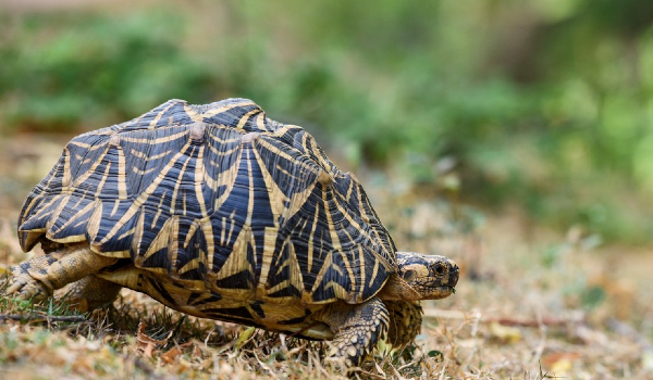 Indian Star Tortoise Image