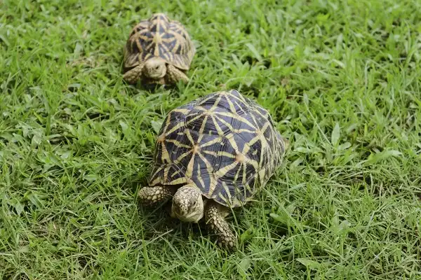 Indian Star Tortoise Picture
