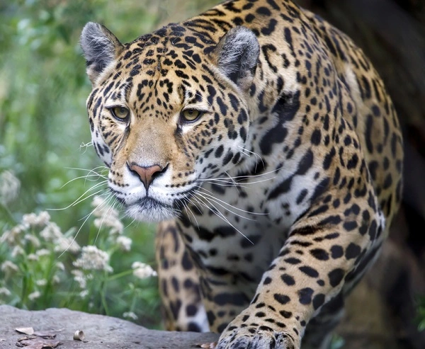 Jaguar - Facts, Size, Diet, Pictures - All Animal Facts