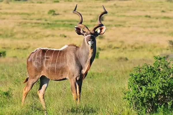 Kudu Image