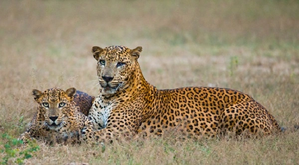 Leopards Image