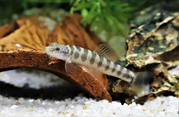 Loach Facts