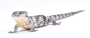 Mexican Alligator Lizard