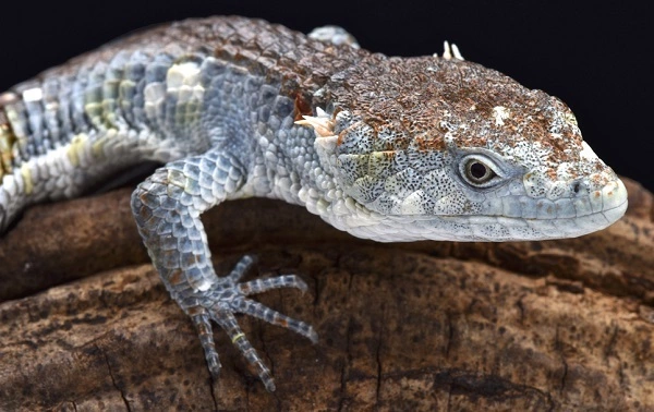 Mexican Alligator Lizard Image
