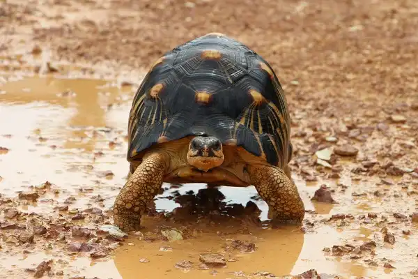 Radiated Tortoise Facts