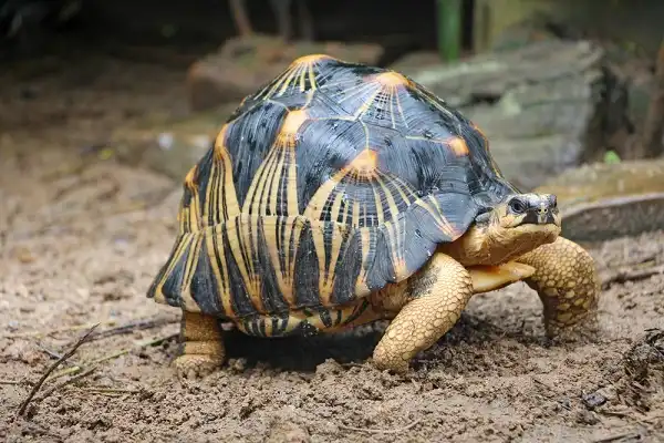 Radiated Tortoise Image