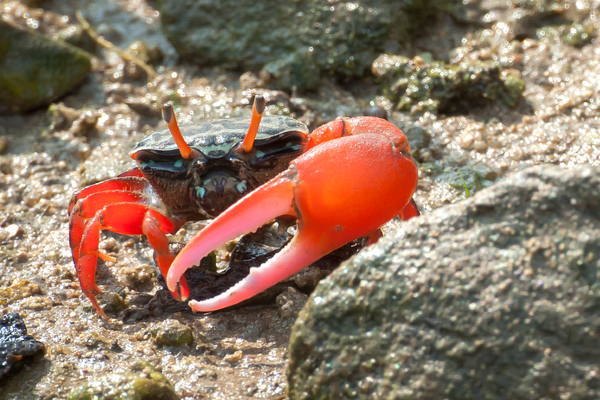 Red Claw Crab