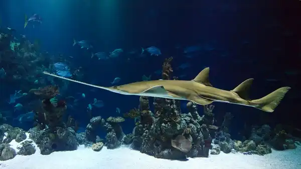 Sawfish Picture