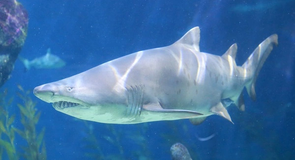 Shark Image