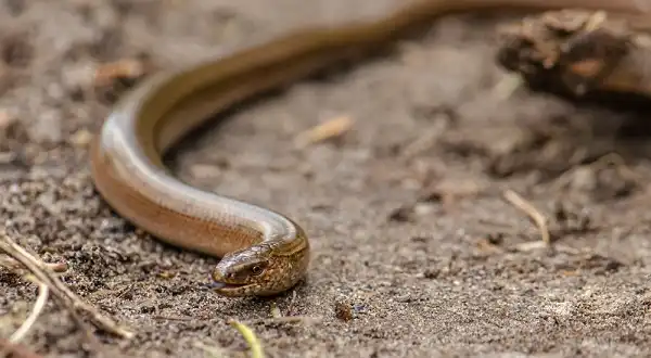 Slow Worm Facts