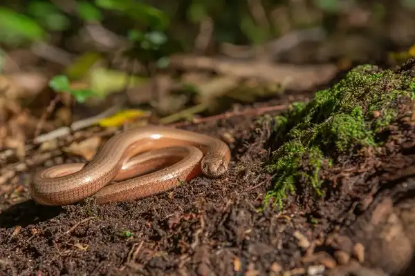 Slow Worm Picture