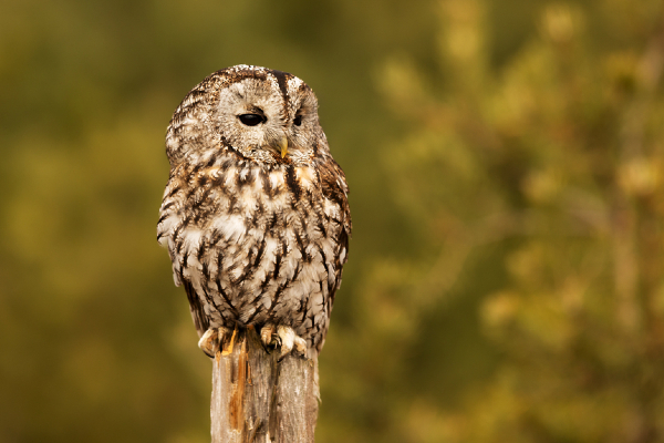Tawny Owl Image