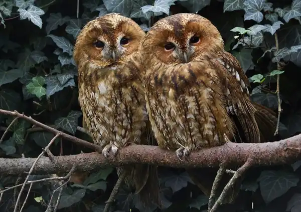 Tawny Owls Facts