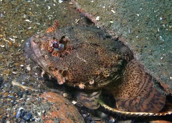 Toadfish Facts