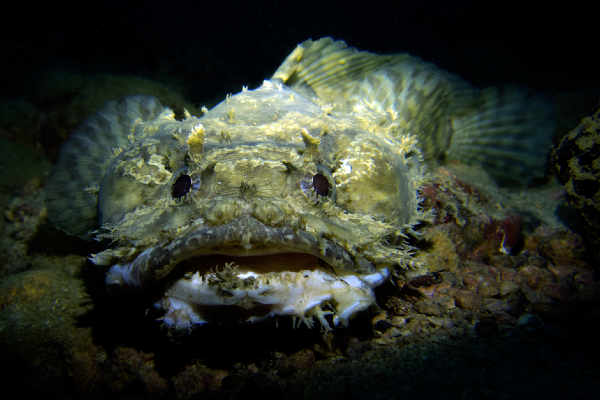 Toadfish Image