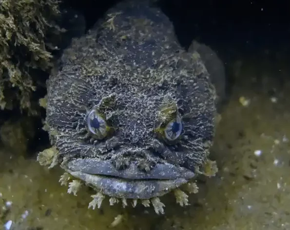 Toadfish Picture