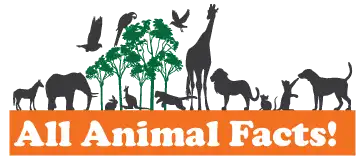 all animal facts