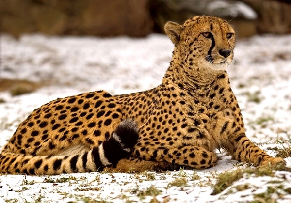 Cheetah Image