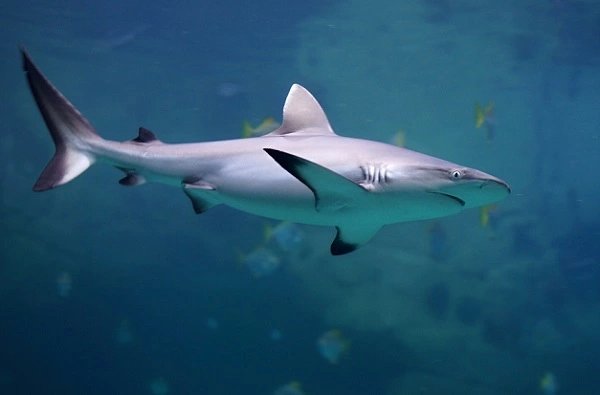 Grey Reef Shark Image