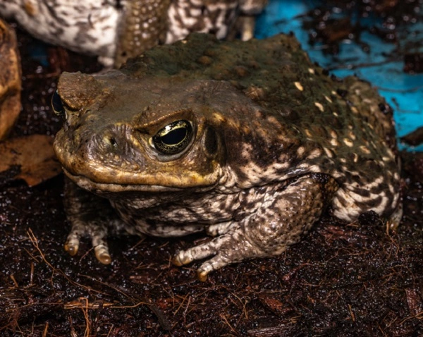 Marine Toad Image