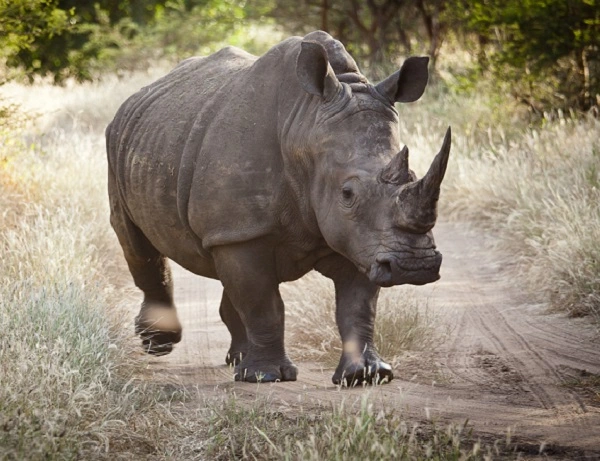 Rhinoceros Image